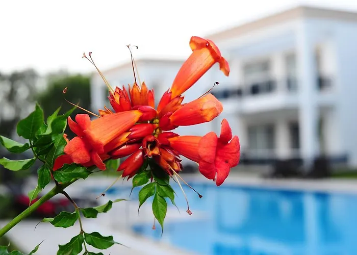 Delita Turkbuku Hotel 2*